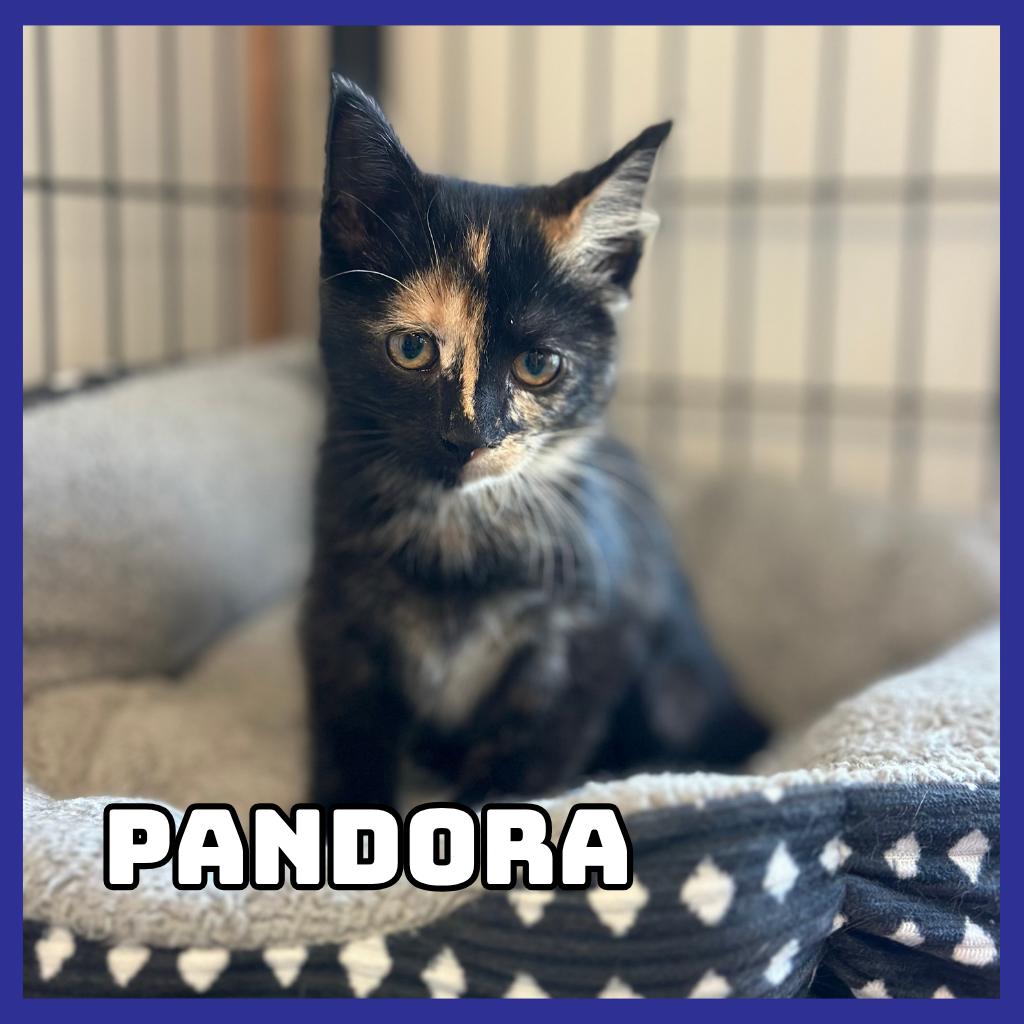 Enlarge Pandora, a Adoptable Domestic Short Hair in Glenwood, MN image 2/3