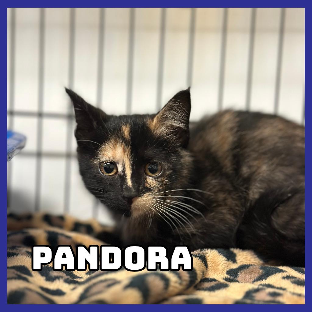 Enlarge Pandora, a Adoptable Domestic Short Hair in Glenwood, MN image 3/3