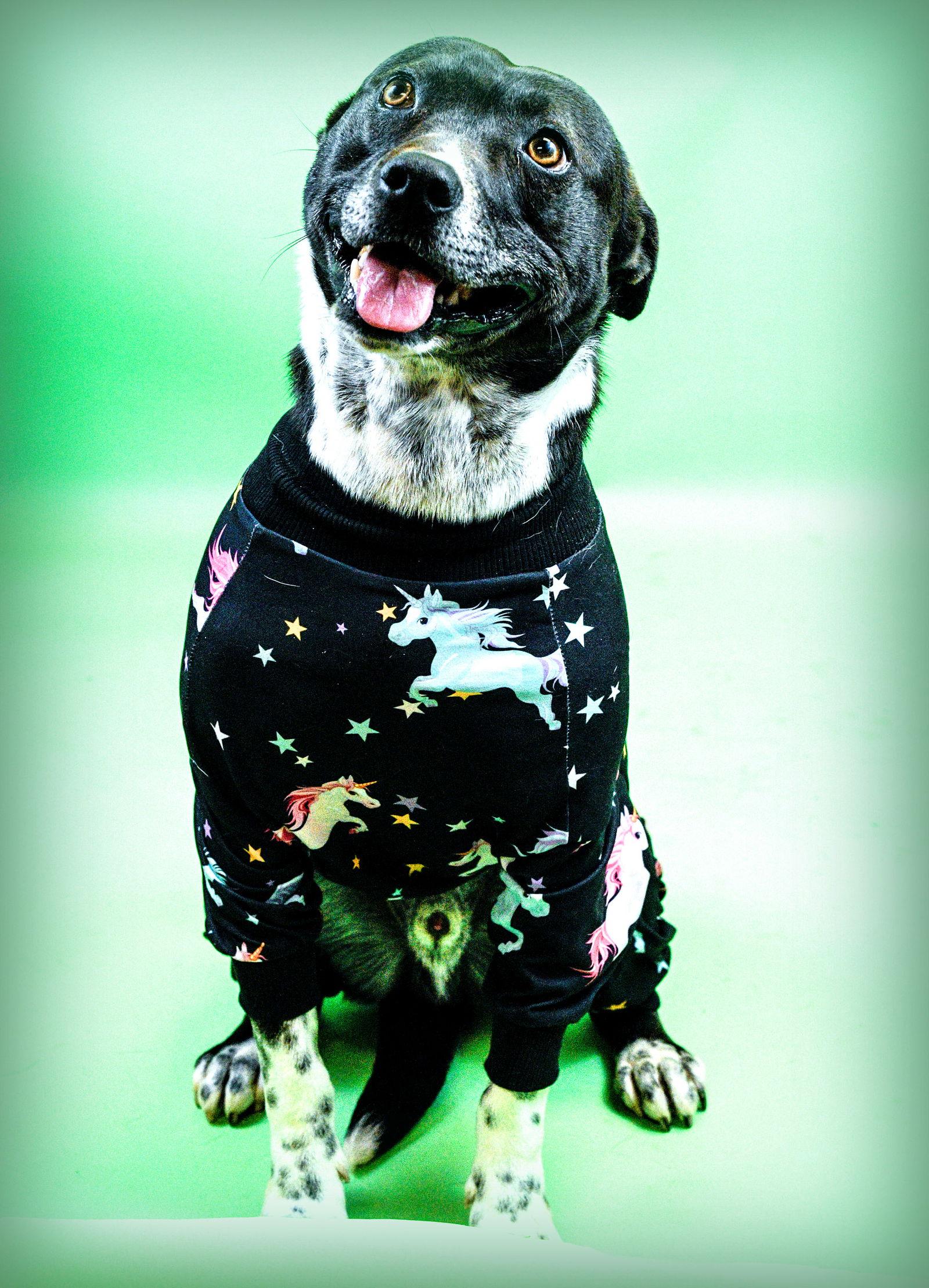 Ringo, Adoptable, Adult Male Terrier & Hound.