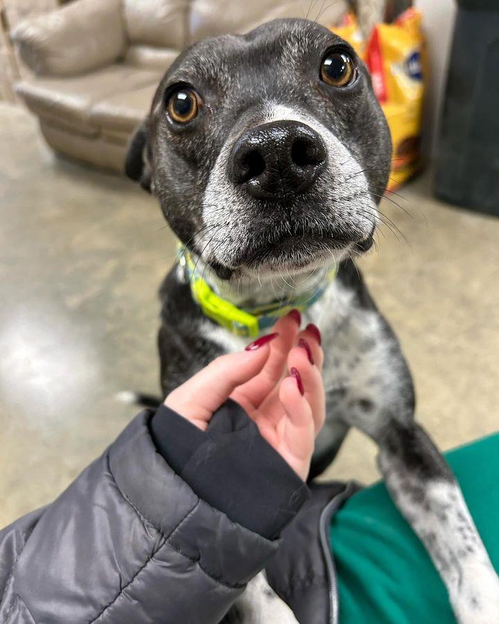 Ringo, a Adoptable mixed breed in Holly Springs, MS image 2/3