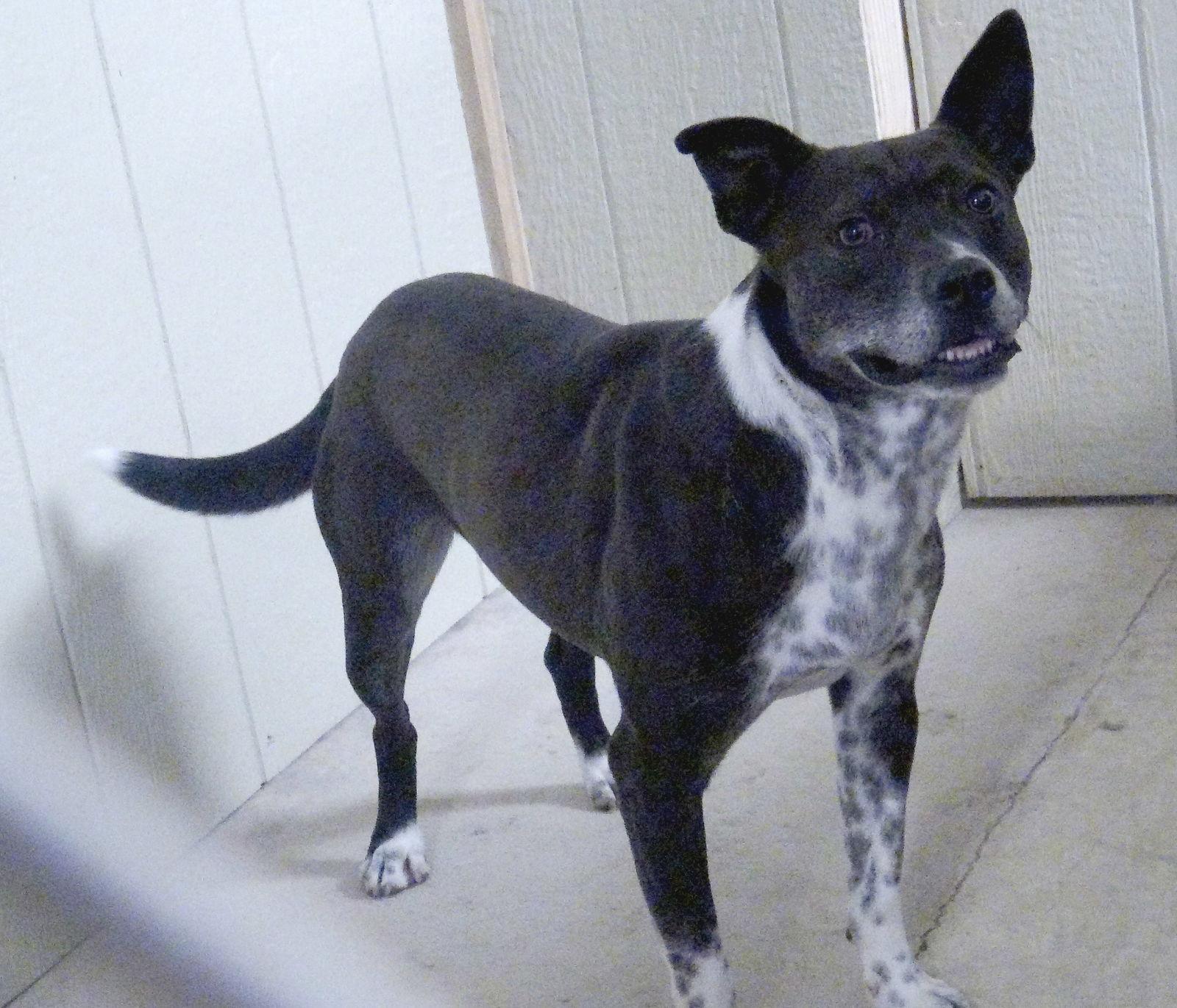 Ringo, a Adoptable mixed breed in Holly Springs, MS image 3/3