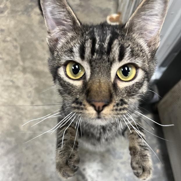 Storm, a Adoptable Domestic Medium Hair in Shingletown, CA image 1/4