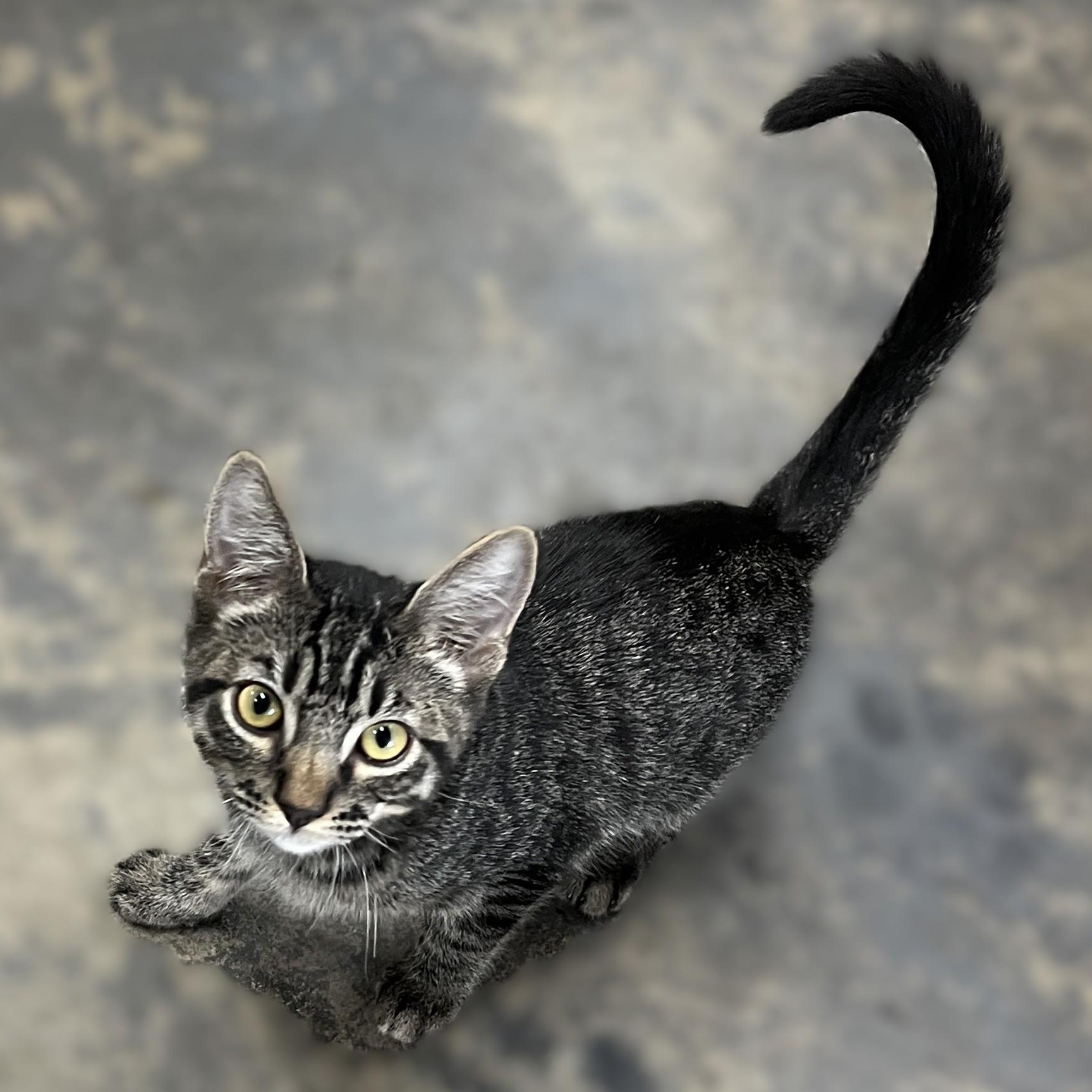 Stormy, an adoptable Domestic Medium Hair in Shingletown, CA, 96088 | Photo Image 2