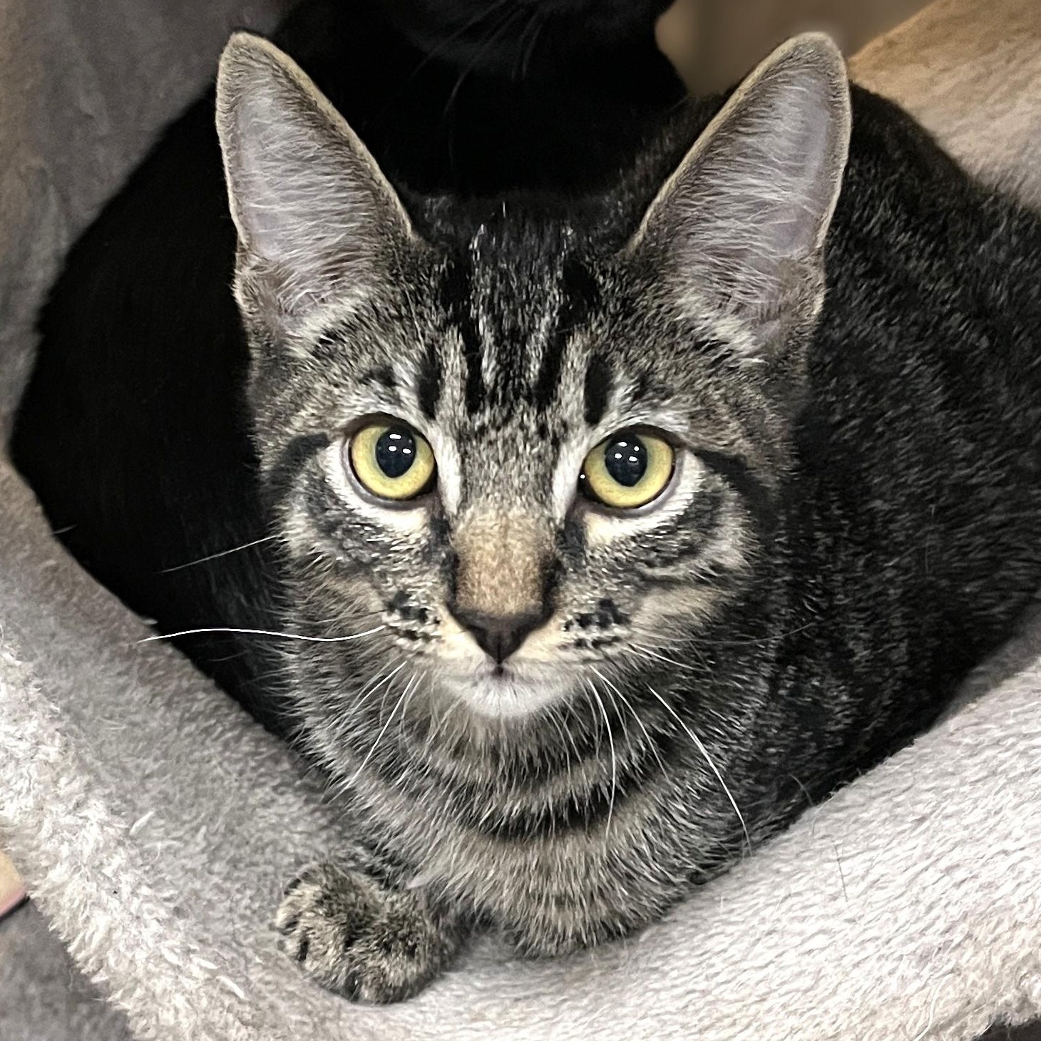 Storm, a Adoptable Domestic Medium Hair in Shingletown, CA image 4/4