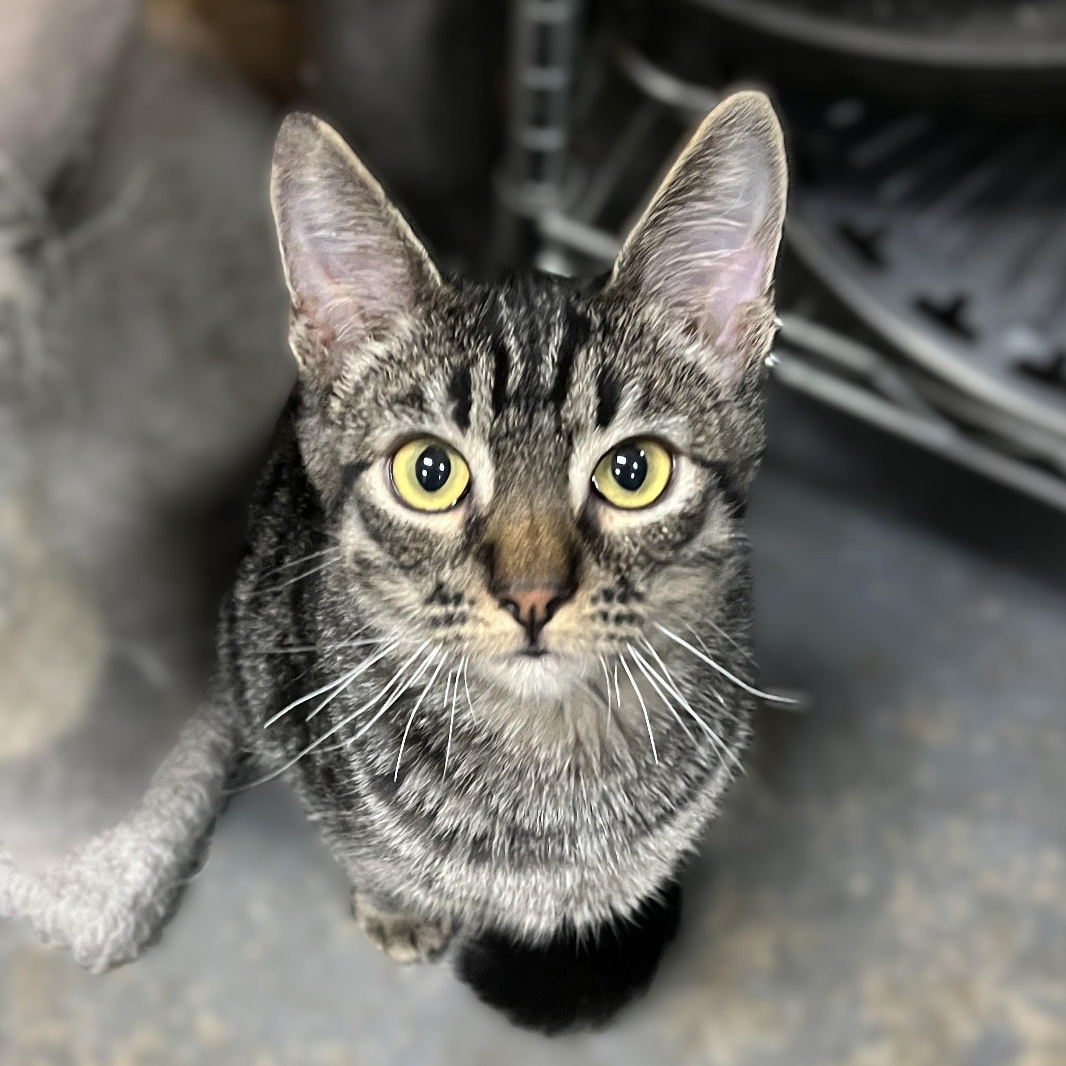 Storm, a Adoptable Domestic Medium Hair in Shingletown, CA image 3/4