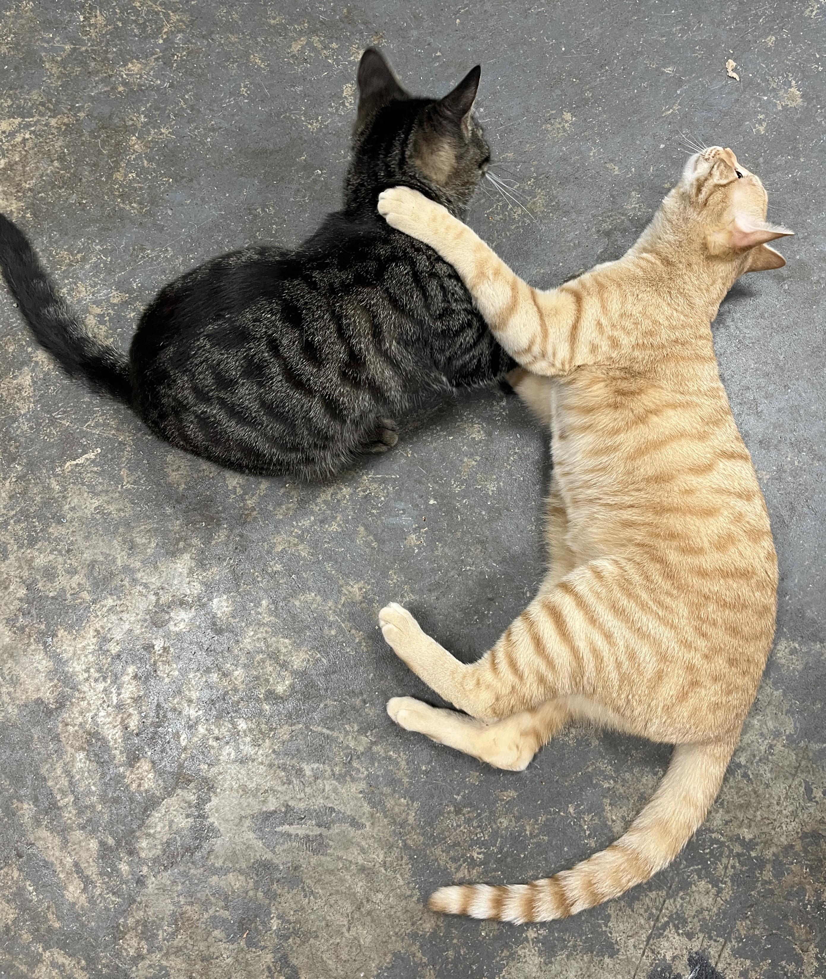 Enlarge Storm, a Adoptable Domestic Short Hair in Shingletown, CA image 3/5