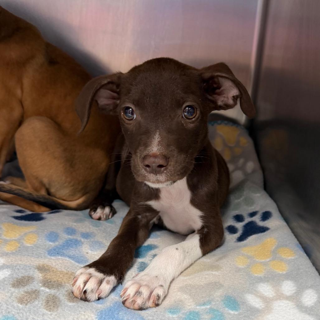 Enlarge Velma, a Adoptable mixed breed in Starkville, MS image 1/1