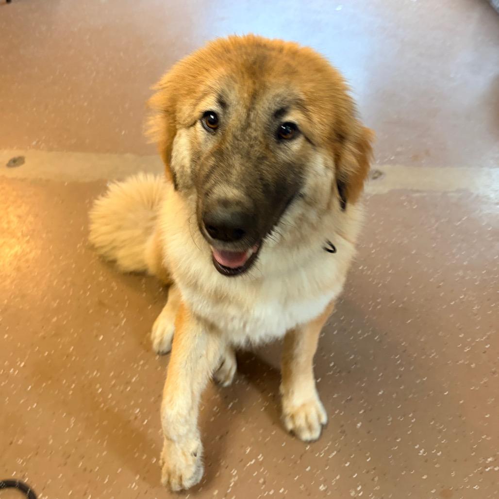 Bali, Adoptable, Adult Female Shepherd.