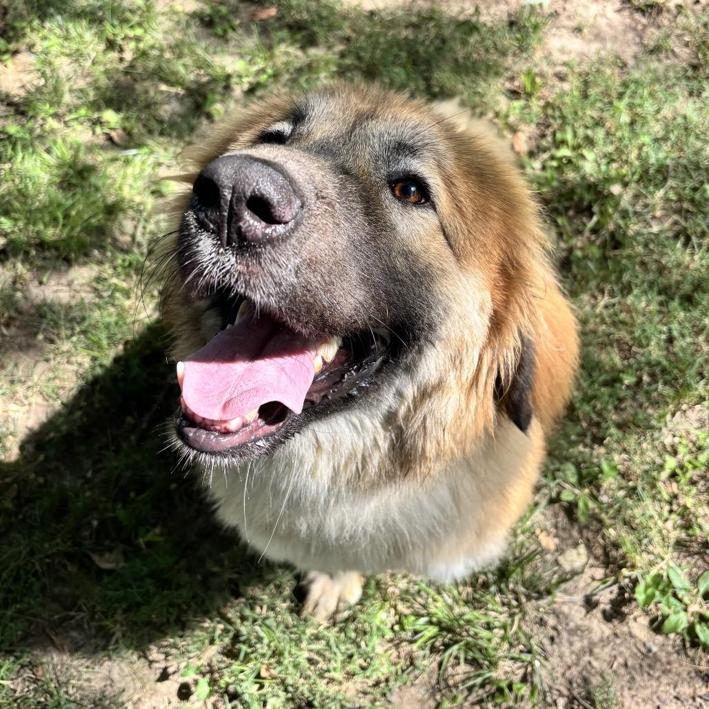 Enlarge Bali, a Adoptable Shepherd in Belleville, IL image 2/6