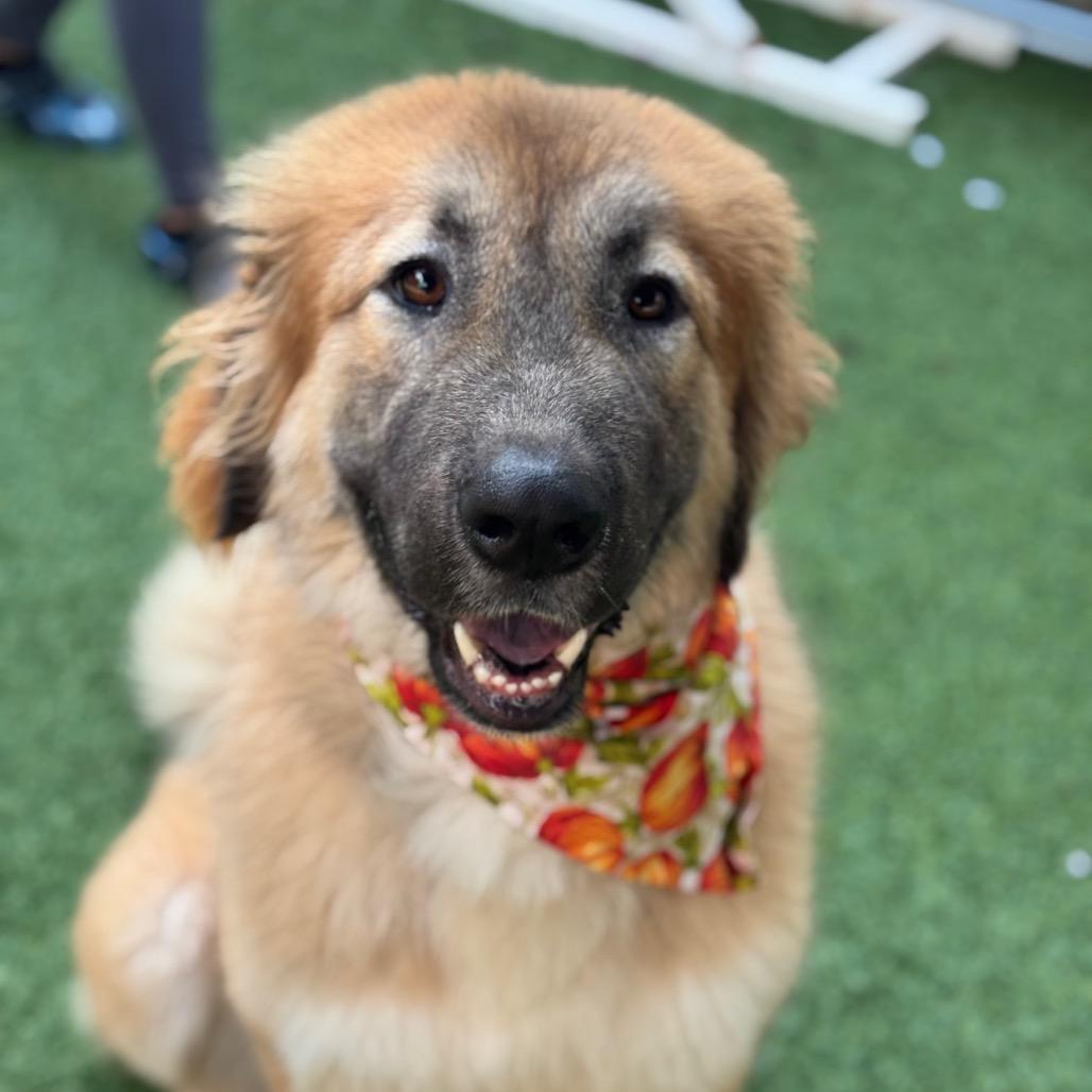 Enlarge Bali, a Adoptable Shepherd in Belleville, IL image 3/6