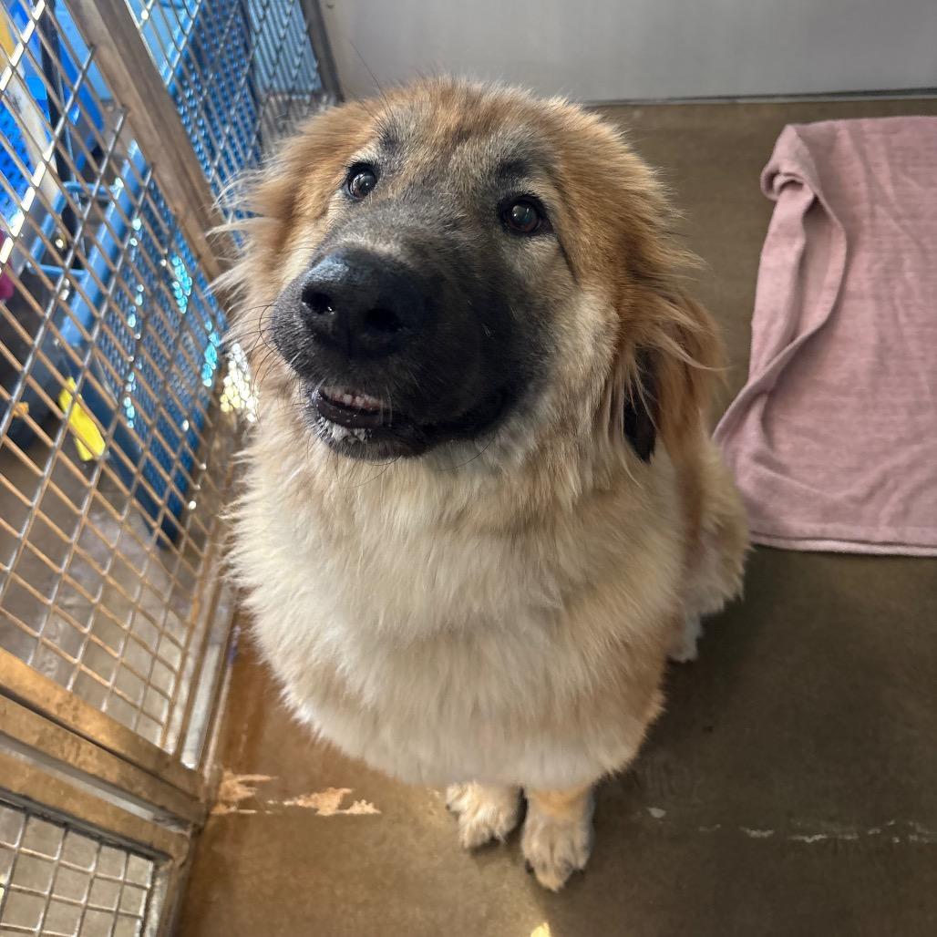 Enlarge Bali, a Adoptable Shepherd in Belleville, IL image 4/6