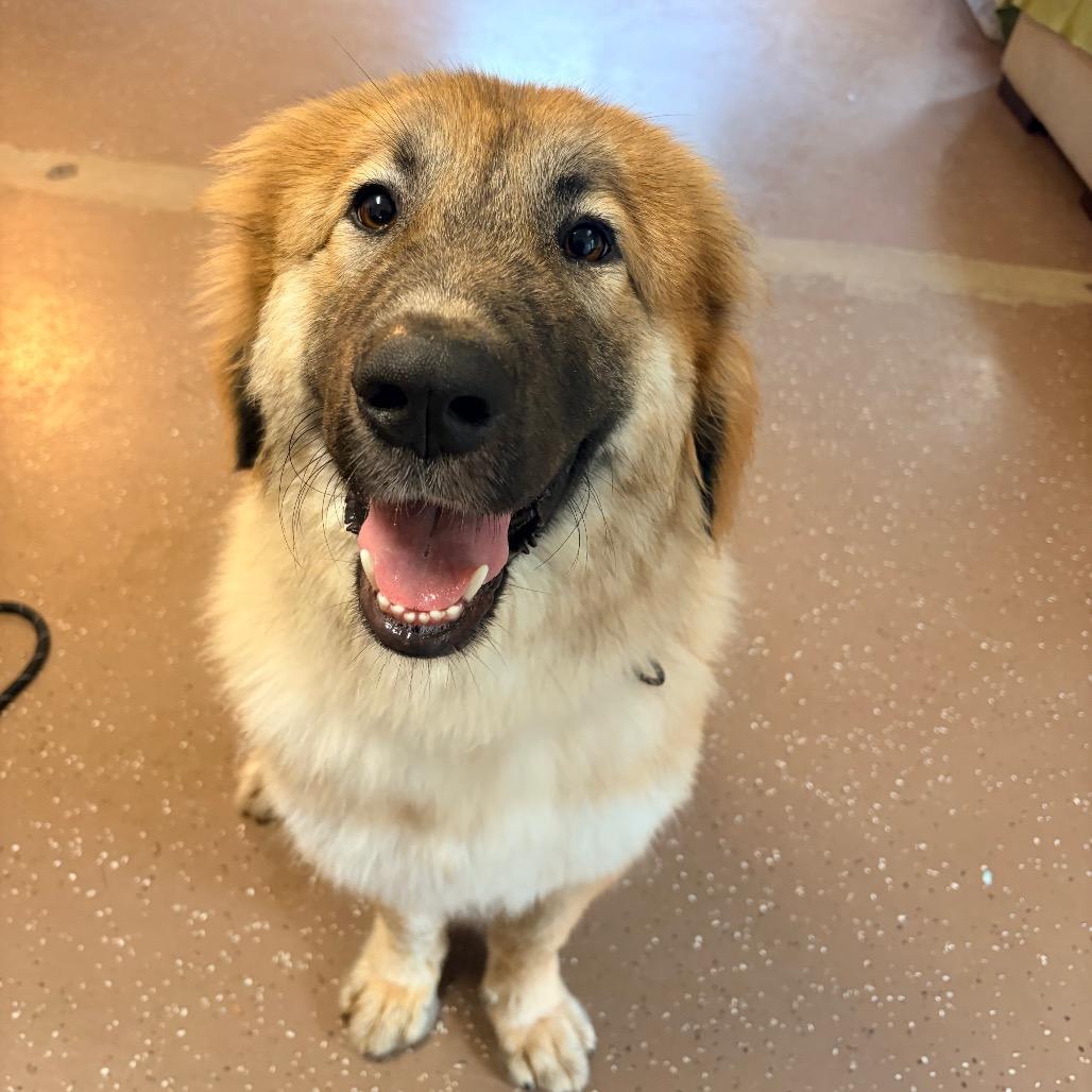 Enlarge Bali, a Adoptable Shepherd in Belleville, IL image 5/6