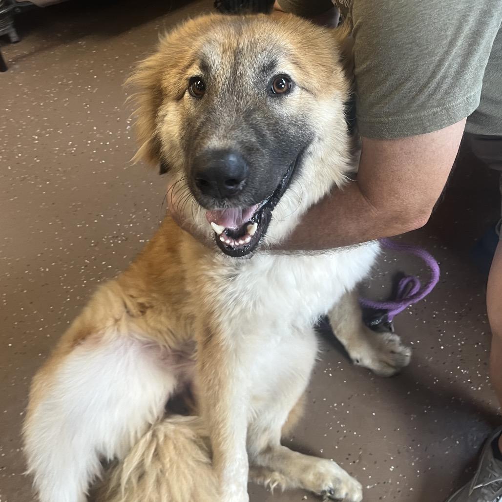 Enlarge Bali, a Adoptable Shepherd in Belleville, IL image 6/6