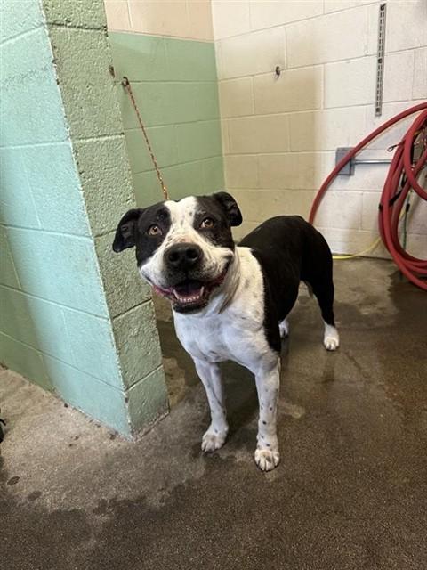 ROCKETTE, Adoptable, Adult Female Pit Bull Terrier.