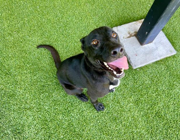 Enlarge DORY, a Adoptable Labrador Retriever in Garland, TX image 1/1