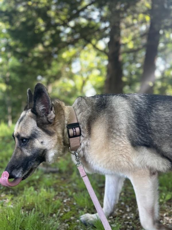 Enlarge Vida, a Adoptable mixed breed in Osage Beach, MO image 1/3