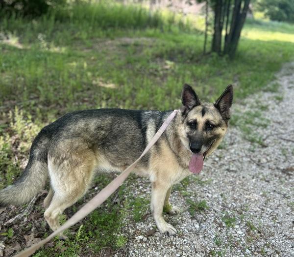 Vida, Adoptable, Senior Female German Shepherd Dog.