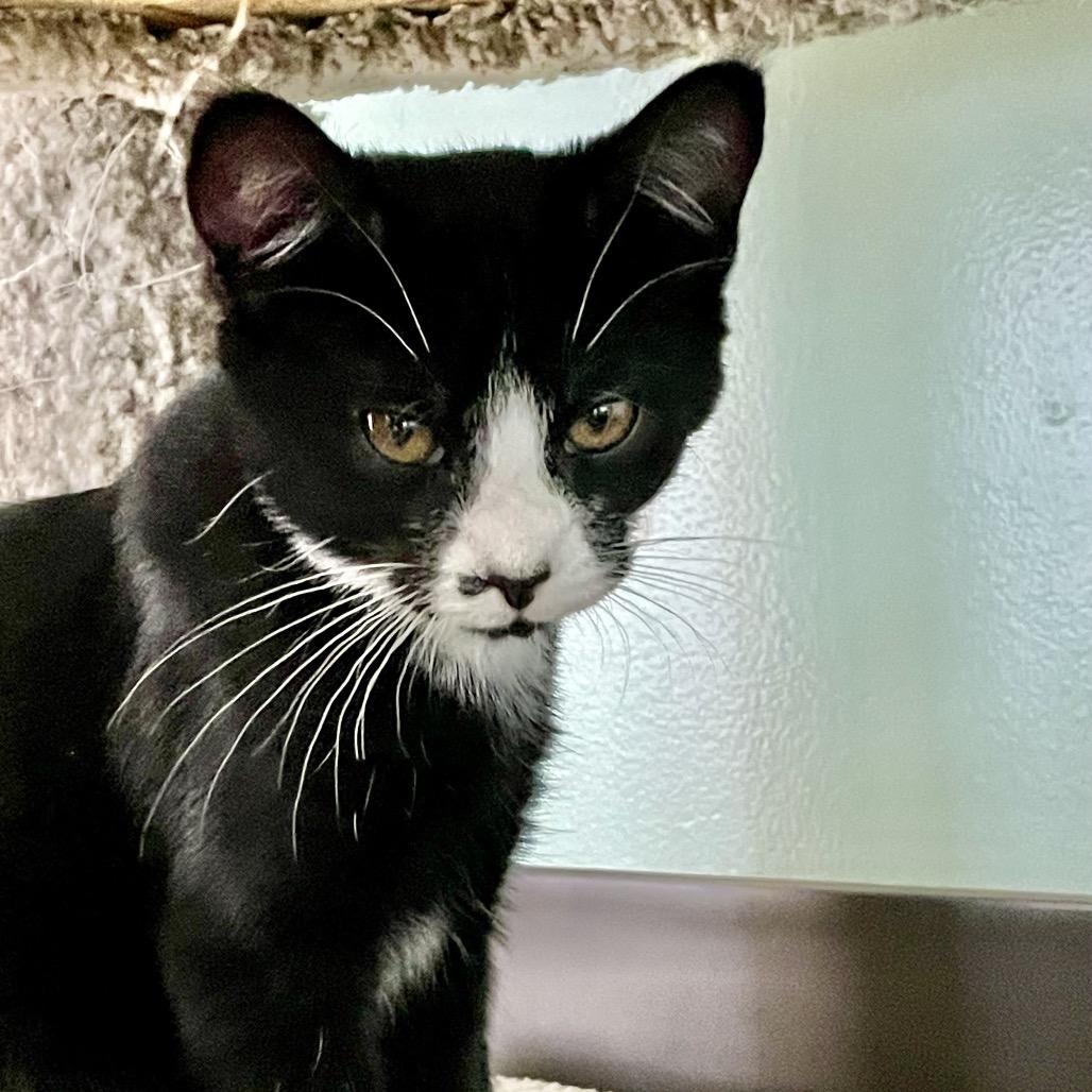 Hayworth, Adoptable, Kitten Female Domestic Medium Hair.