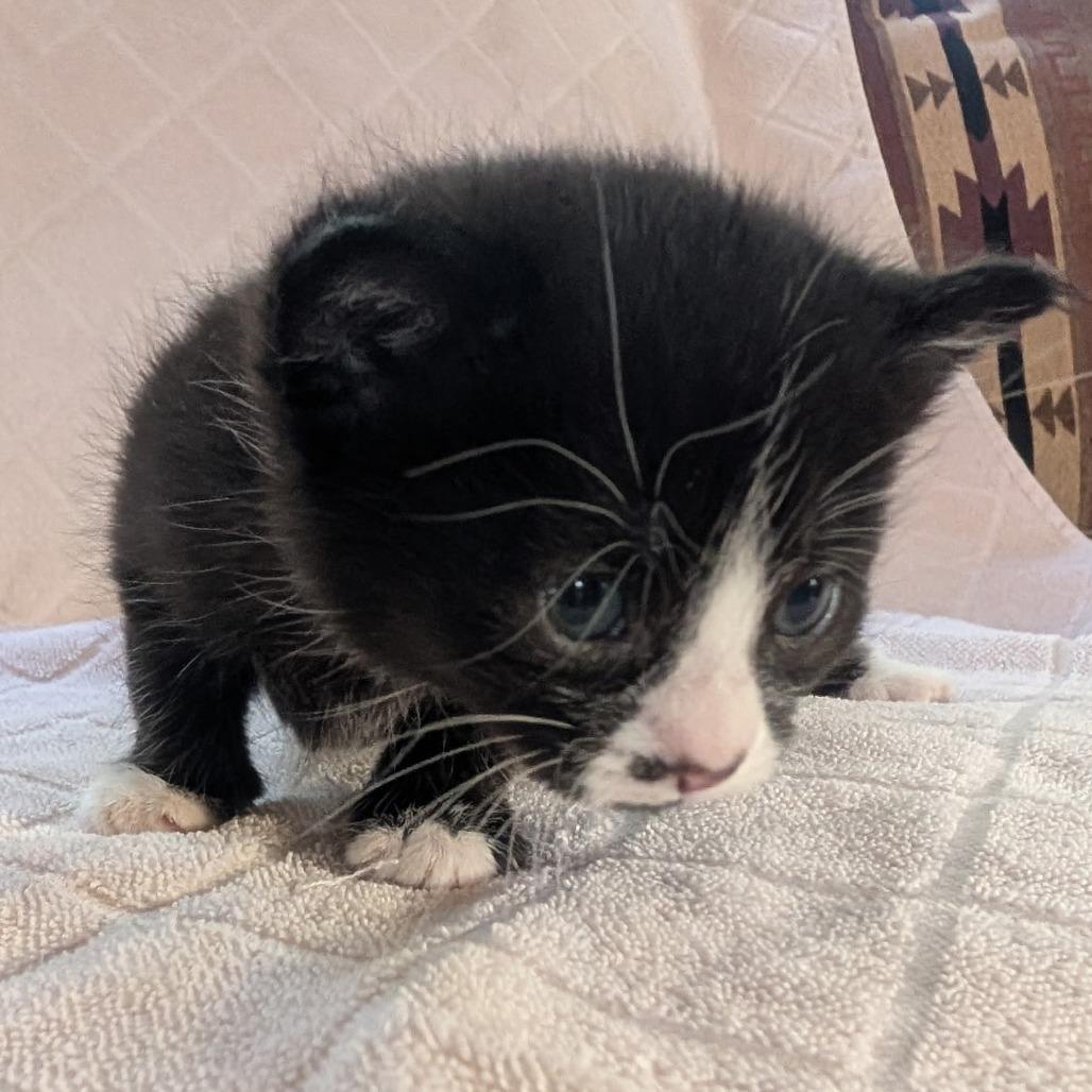 Hayworth, a Adoptable Domestic Medium Hair in Priest River, ID image 2/2