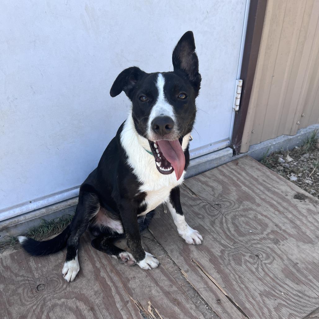 Cash, Adoptable, Adult Male Border Collie & Mixed Breed.