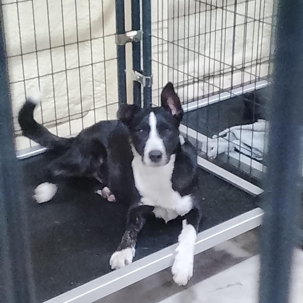 Enlarge Cash, a Adoptable mixed breed in San Saba, TX image 2/4