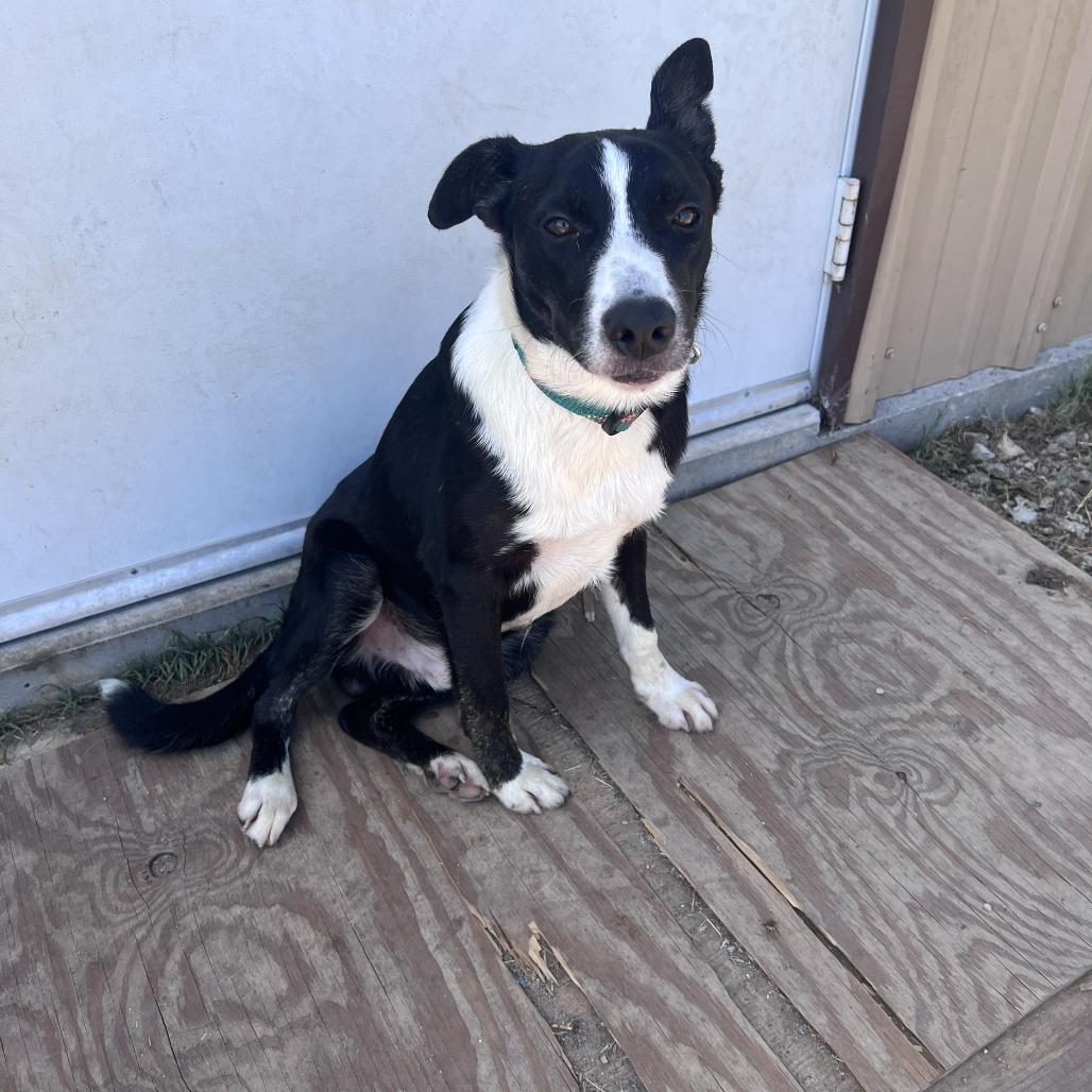 Enlarge Cash, a Adoptable mixed breed in San Saba, TX image 3/4