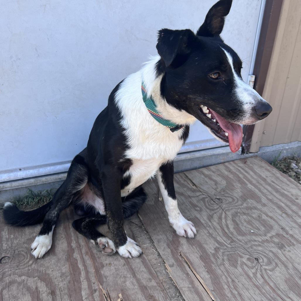 Enlarge Cash, a Adoptable mixed breed in San Saba, TX image 4/4