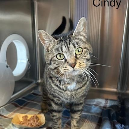 Cindy, Adoptable, Adult Female Domestic Short Hair.