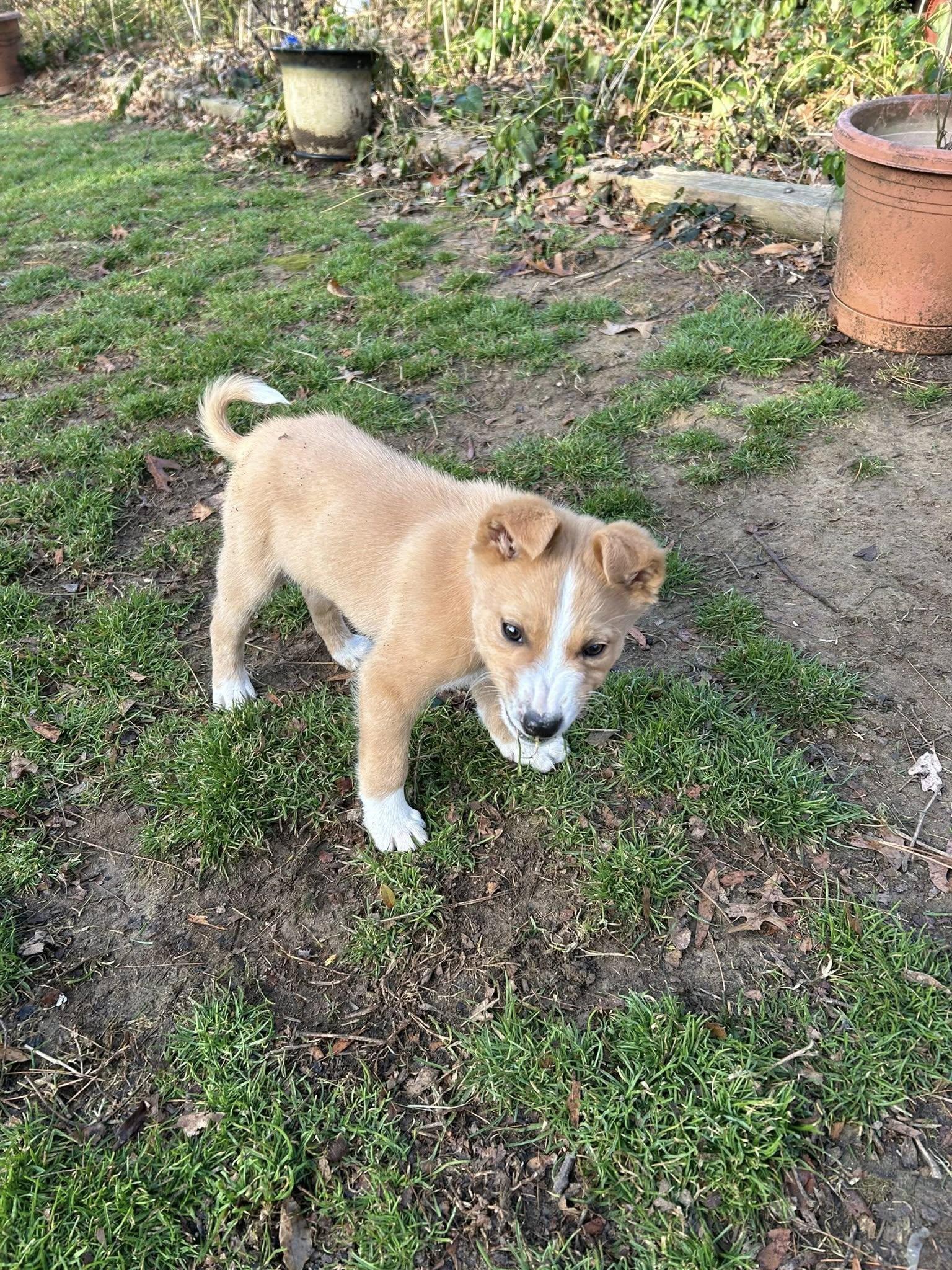 Enlarge Bingo, a Adoptable mixed breed in Chestertown, MD image 4/6