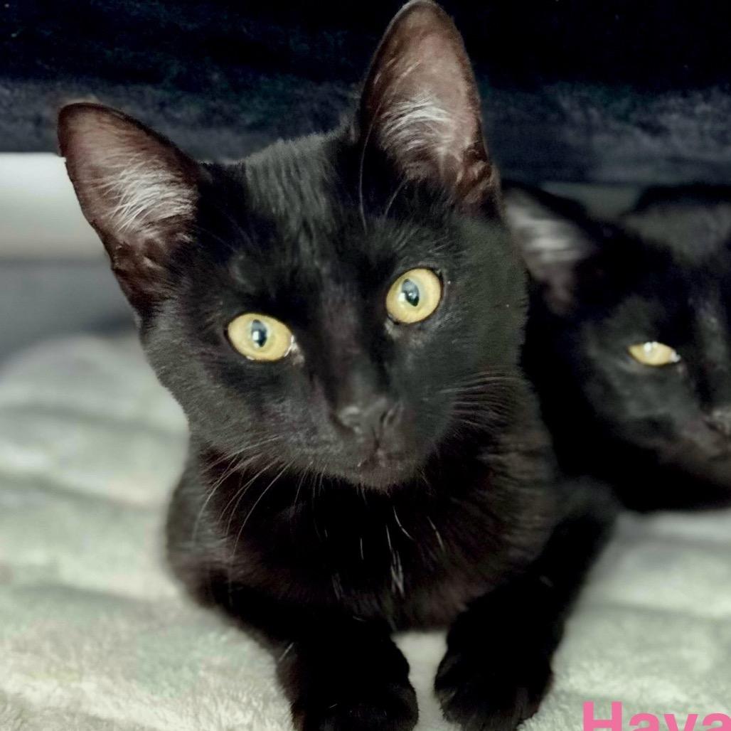 Kiribati A25-004, Adoptable, Kitten Male Domestic Short Hair & Domestic Short Hair.