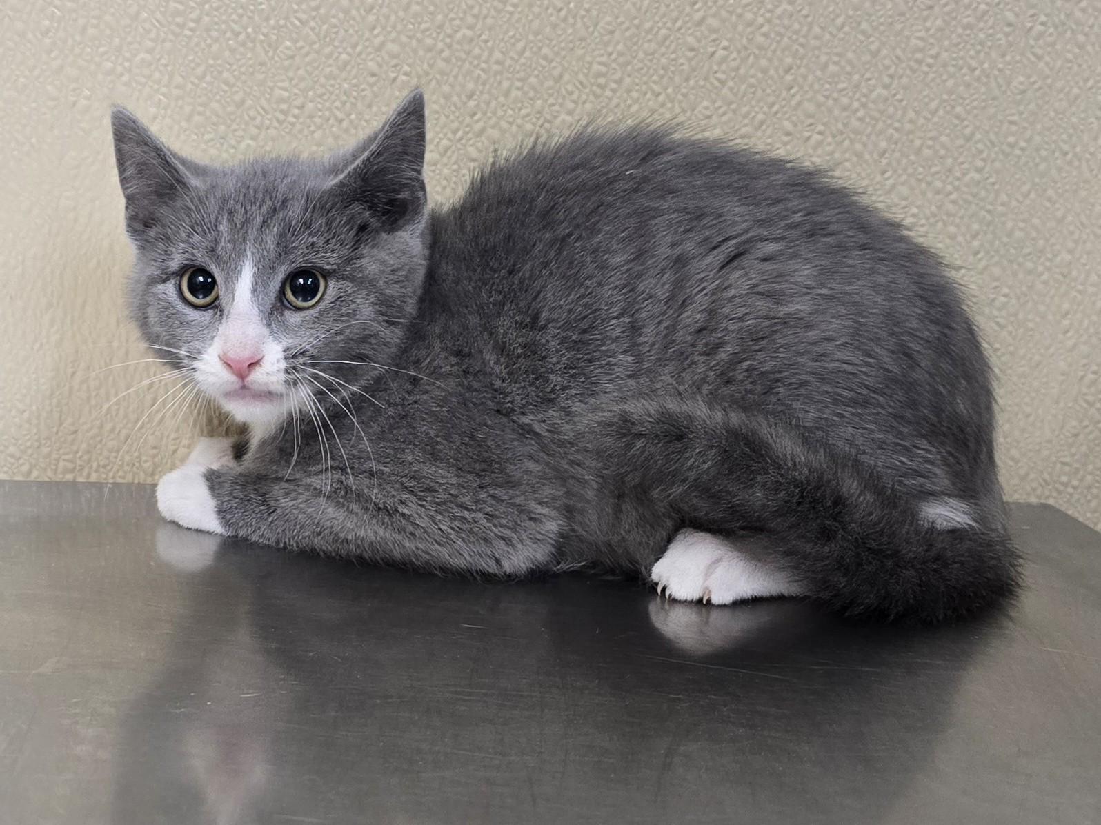 Kissa, a Adoptable mixed breed in Brainerd, MN image 2/2