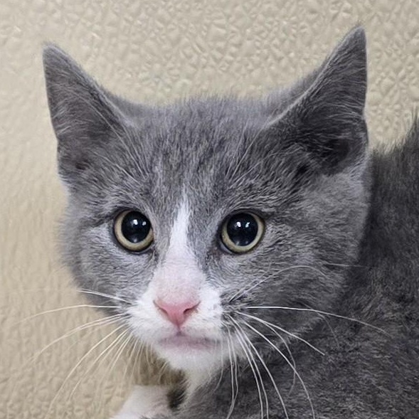 Kissa, Adoptable, Kitten Female Domestic Short Hair.