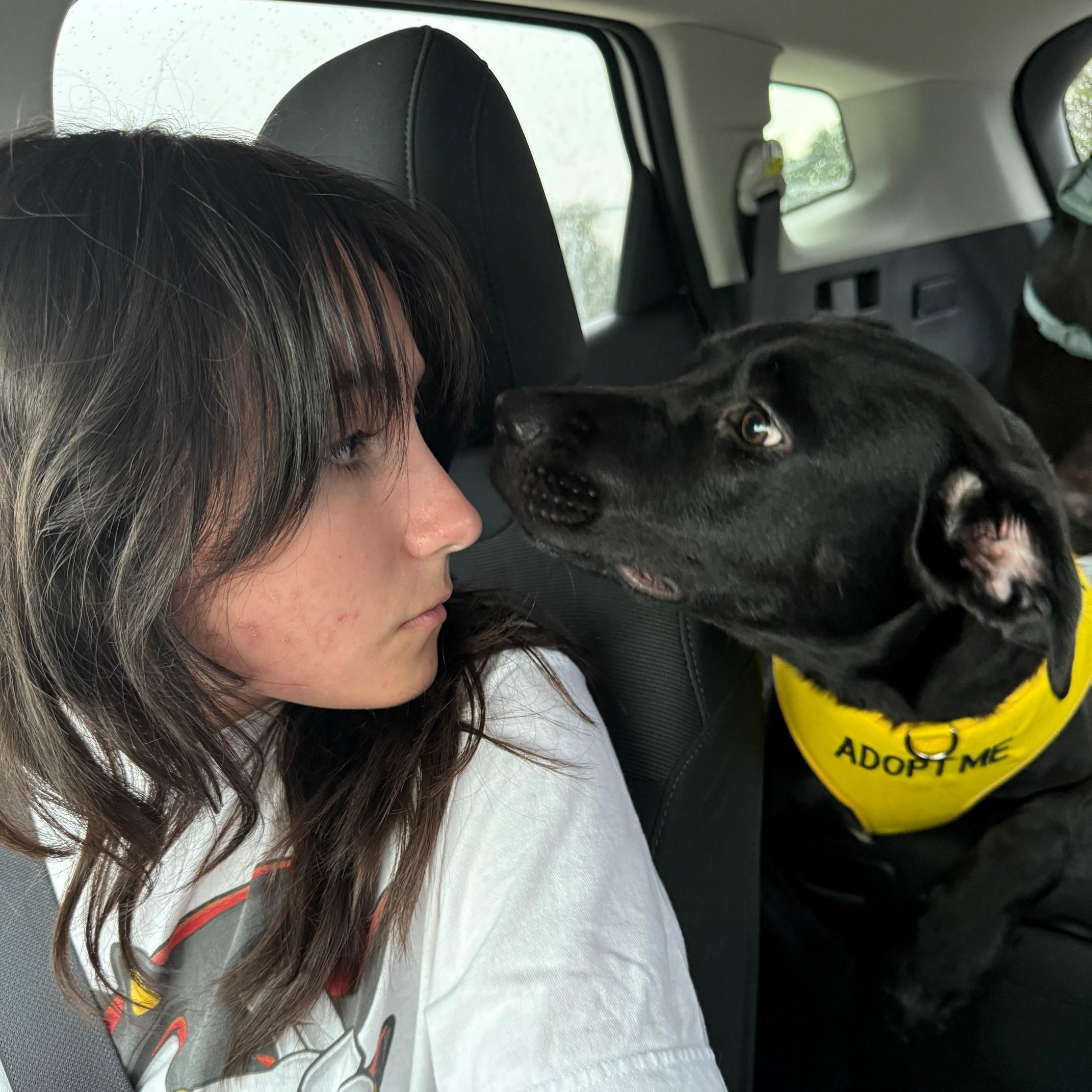 Rem, an adoptable Labrador Retriever in Redding, CA, 96099 | Photo Image 5