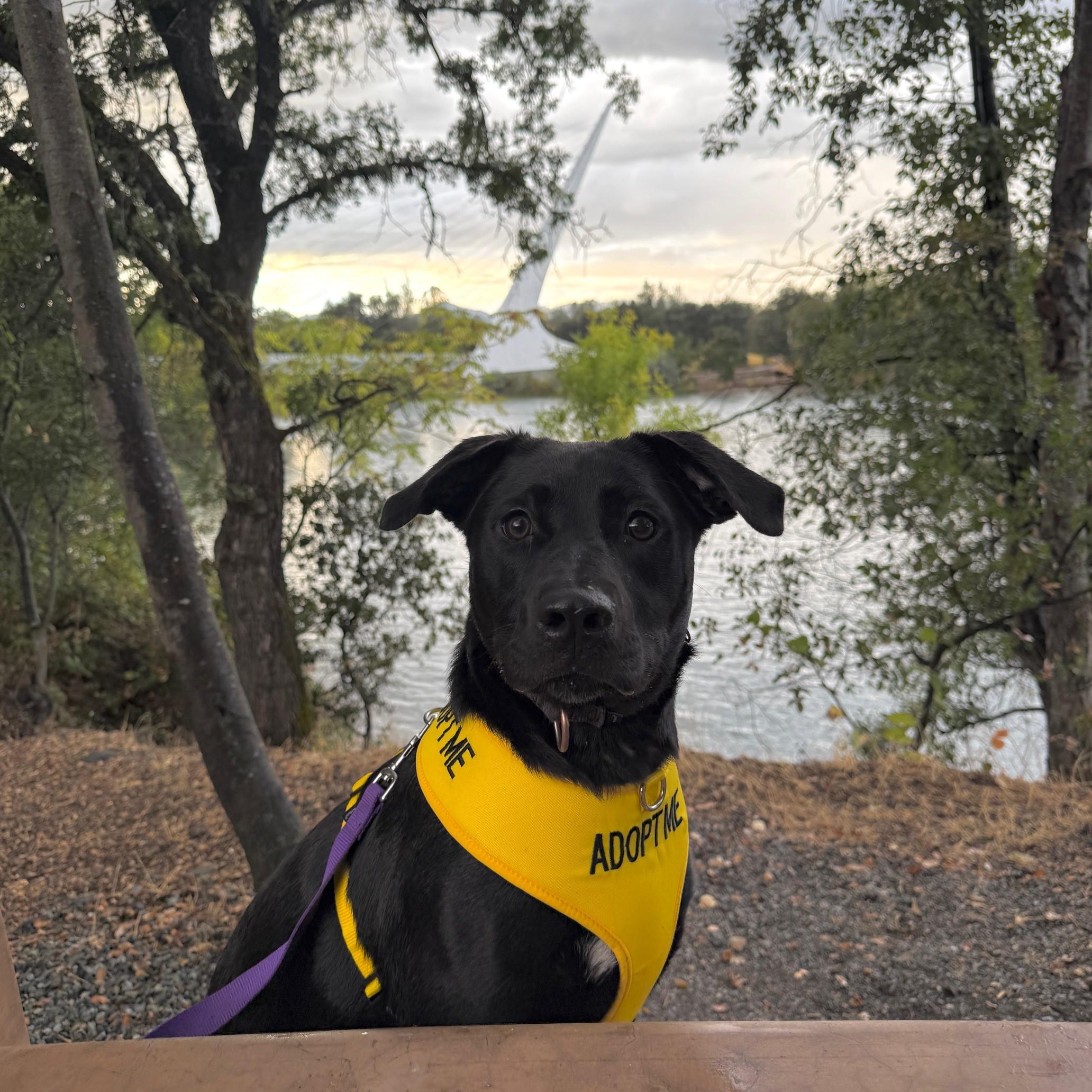 Rem, an adoptable Labrador Retriever in Redding, CA, 96099 | Photo Image 3