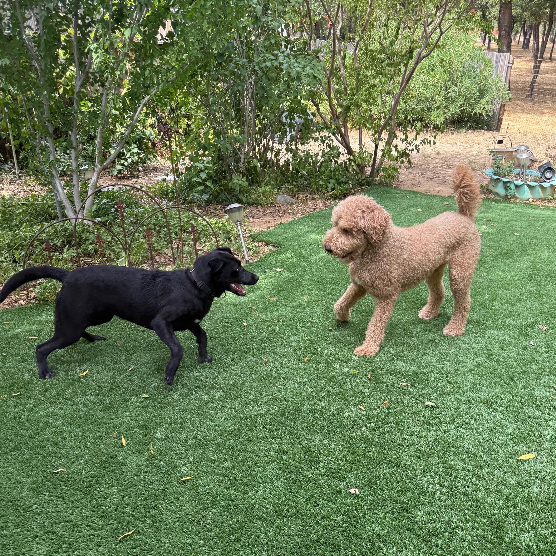 Rem, an adoptable Labrador Retriever in Redding, CA, 96099 | Photo Image 7