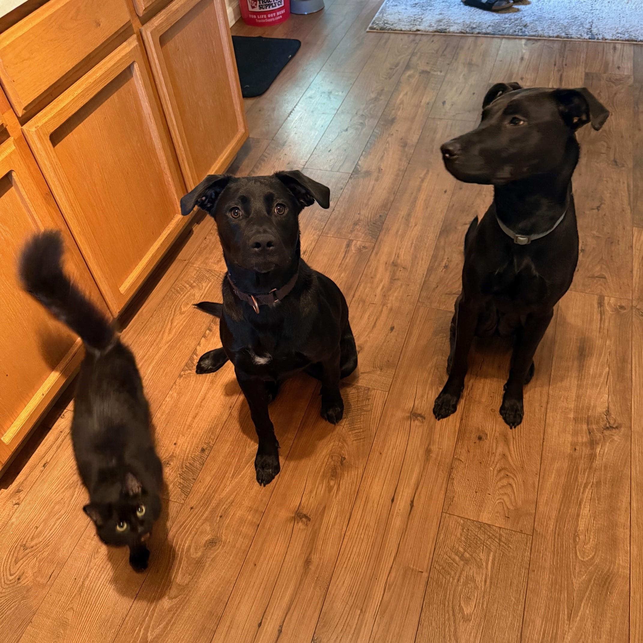 Rem, an adoptable Labrador Retriever in Redding, CA, 96099 | Photo Image 6