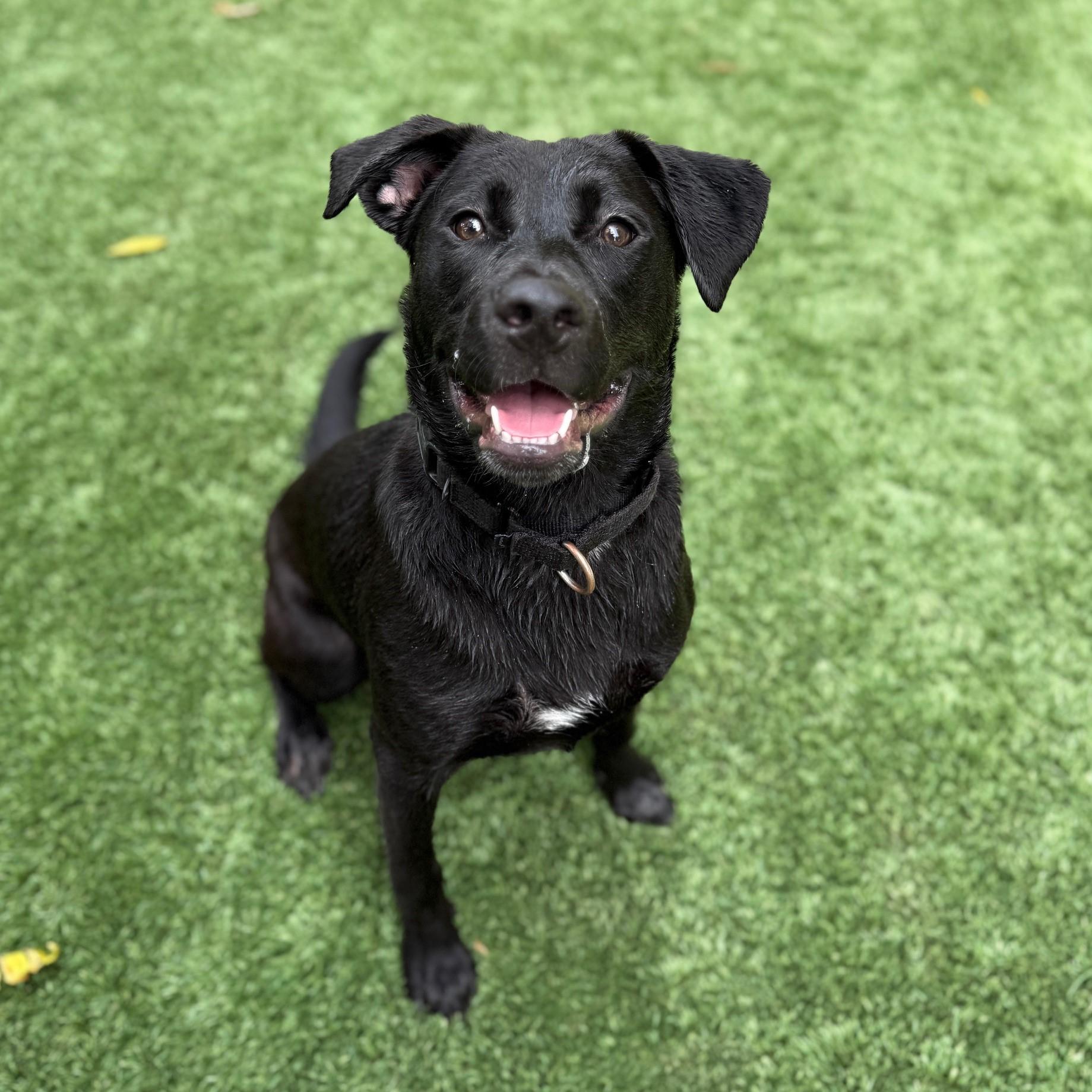 Rem, an adoptable Labrador Retriever in Redding, CA, 96099 | Photo Image 1