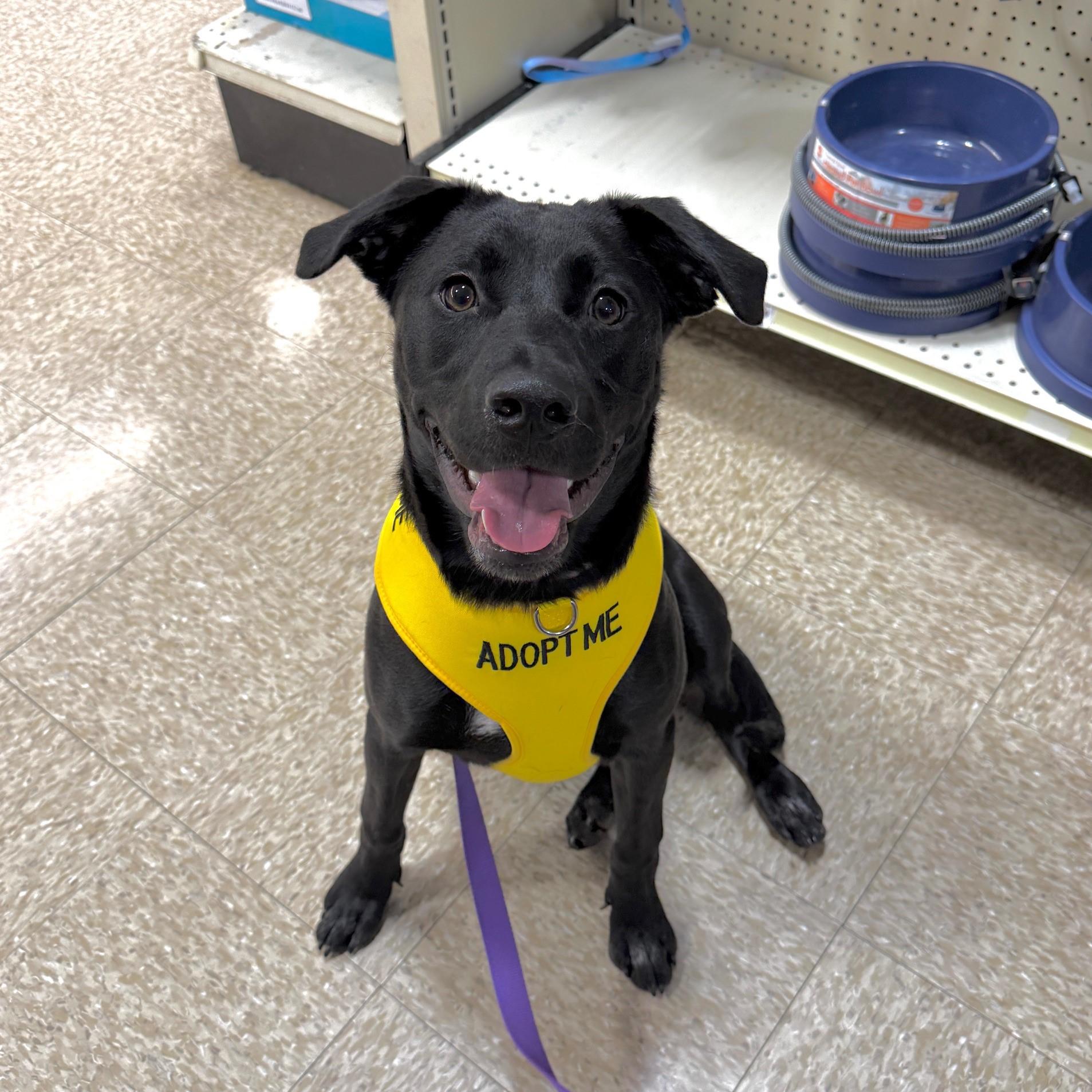 Rem, an adoptable Labrador Retriever in Redding, CA, 96099 | Photo Image 4