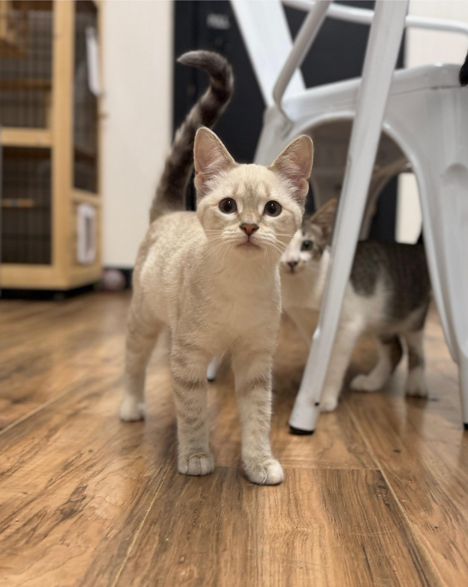 Juniper, adopted, Young Female Siamese.