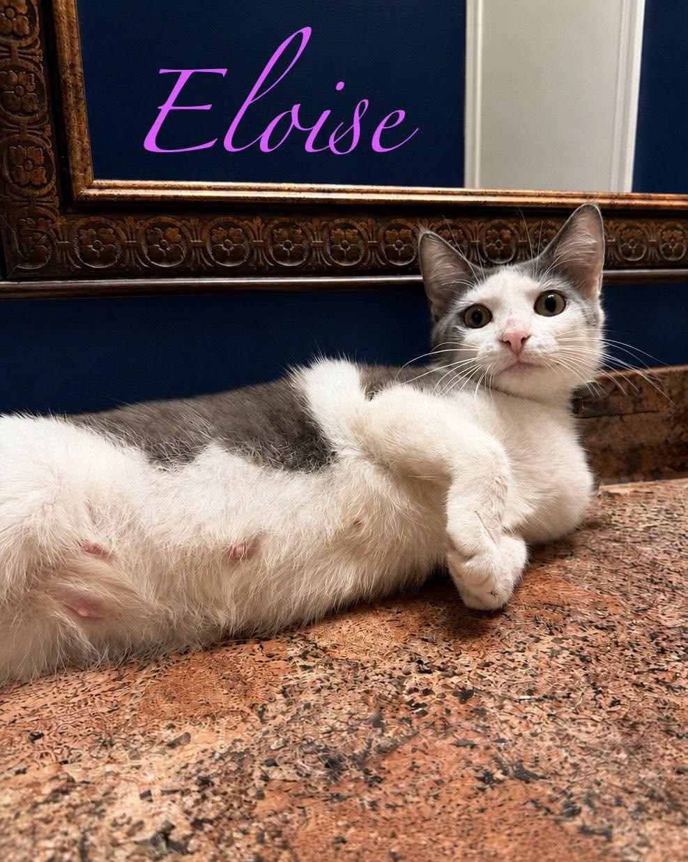 Eloise, a Adoptable Domestic Short Hair in Spring Lake, NJ image 1/3