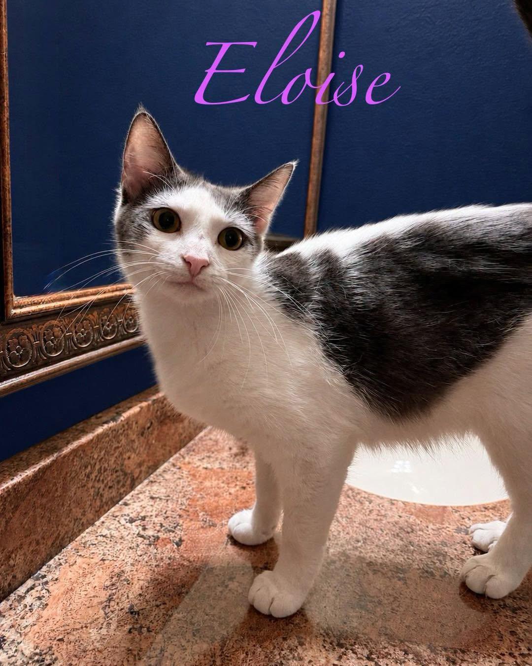 Eloise, a Adoptable Domestic Short Hair in Spring Lake, NJ image 2/3