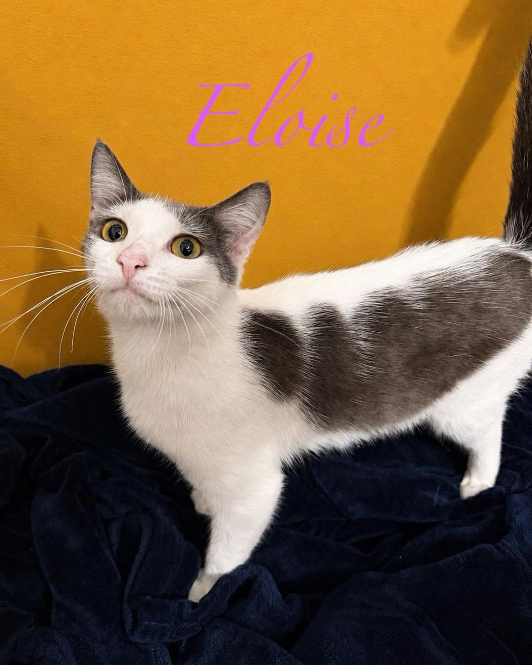 Eloise, a Adoptable Domestic Short Hair in Spring Lake, NJ image 3/3