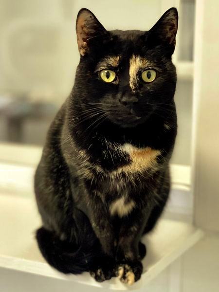 Lucia, a hold Domestic Short Hair in Glendale, NY image 3/6