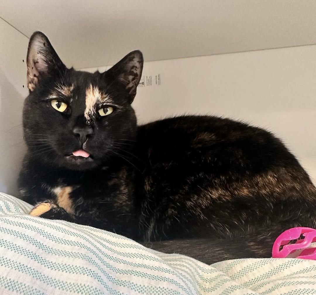 Lucia, a hold Domestic Short Hair in Glendale, NY image 2/6