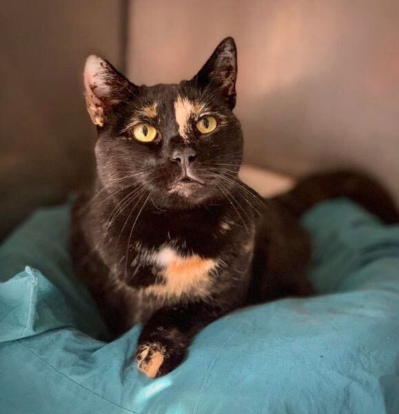 Lucia, a hold Domestic Short Hair in Glendale, NY image 5/6