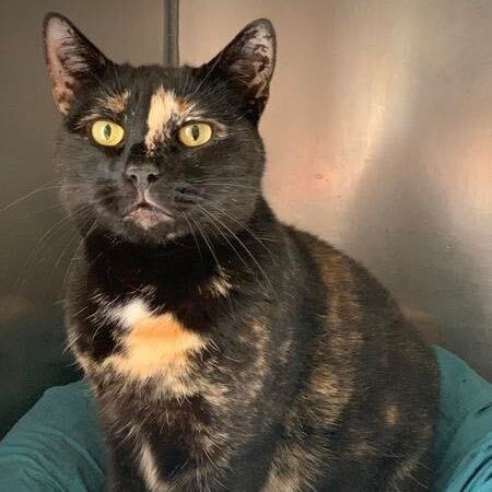 Lucia, a hold Domestic Short Hair in Glendale, NY image 1/6