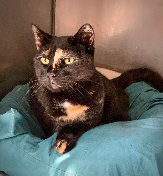 Lucia, a hold Domestic Short Hair in Glendale, NY image 6/6