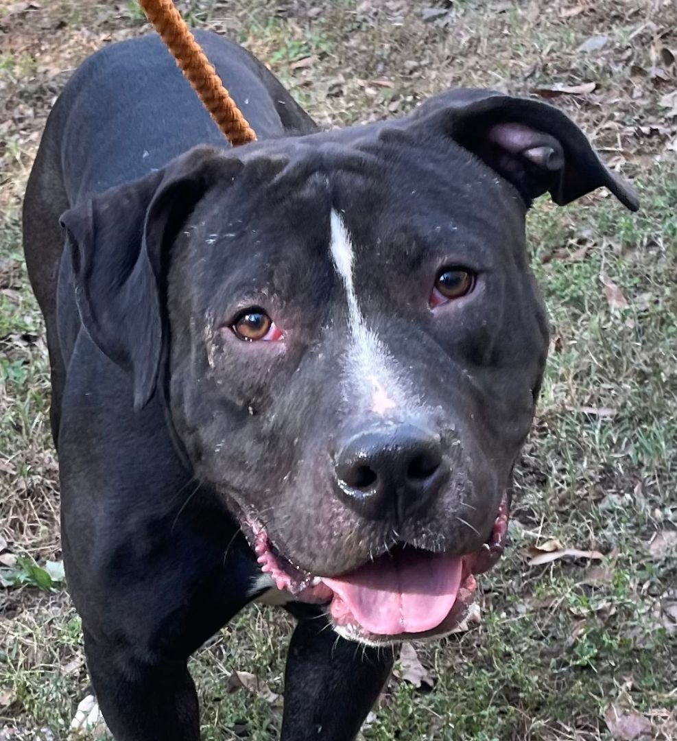 Stoli, Adoptable, Young Male American Staffordshire Terrier.