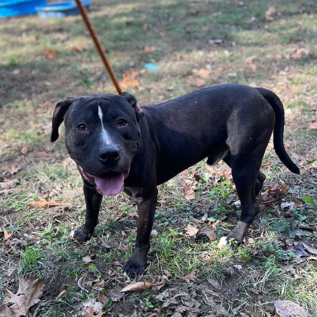 Stoli, a Adoptable mixed breed in Heber Springs, AR image 2/6