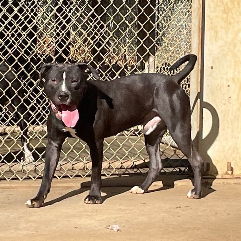 Stoli, a Adoptable mixed breed in Heber Springs, AR image 3/6